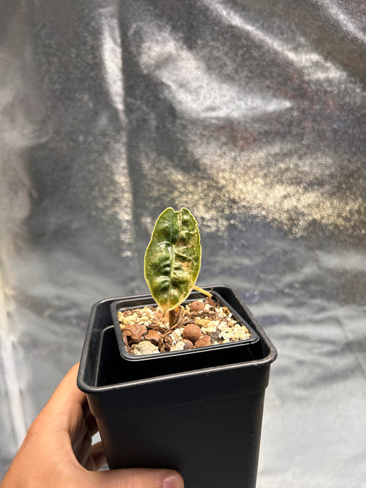 Alocasia Pseudo Sanderiana Albo/Pink / Alocasia Azlanii Gold - Sur Mesure