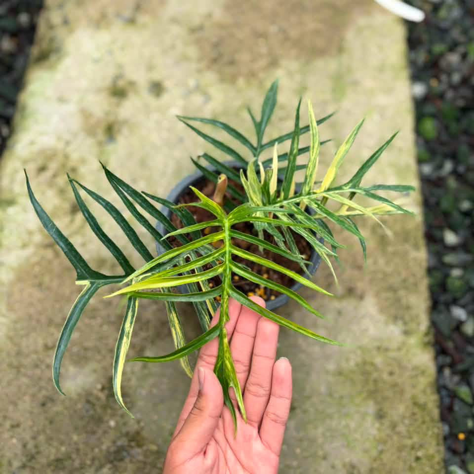 Philodendron Tortum Variegata