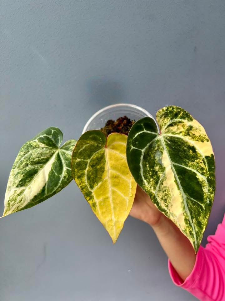 anthurium crystallinum yellow leaves Anthurium Crystallinum Variegata – Rare velvet variegated foliage – Green and White Plants