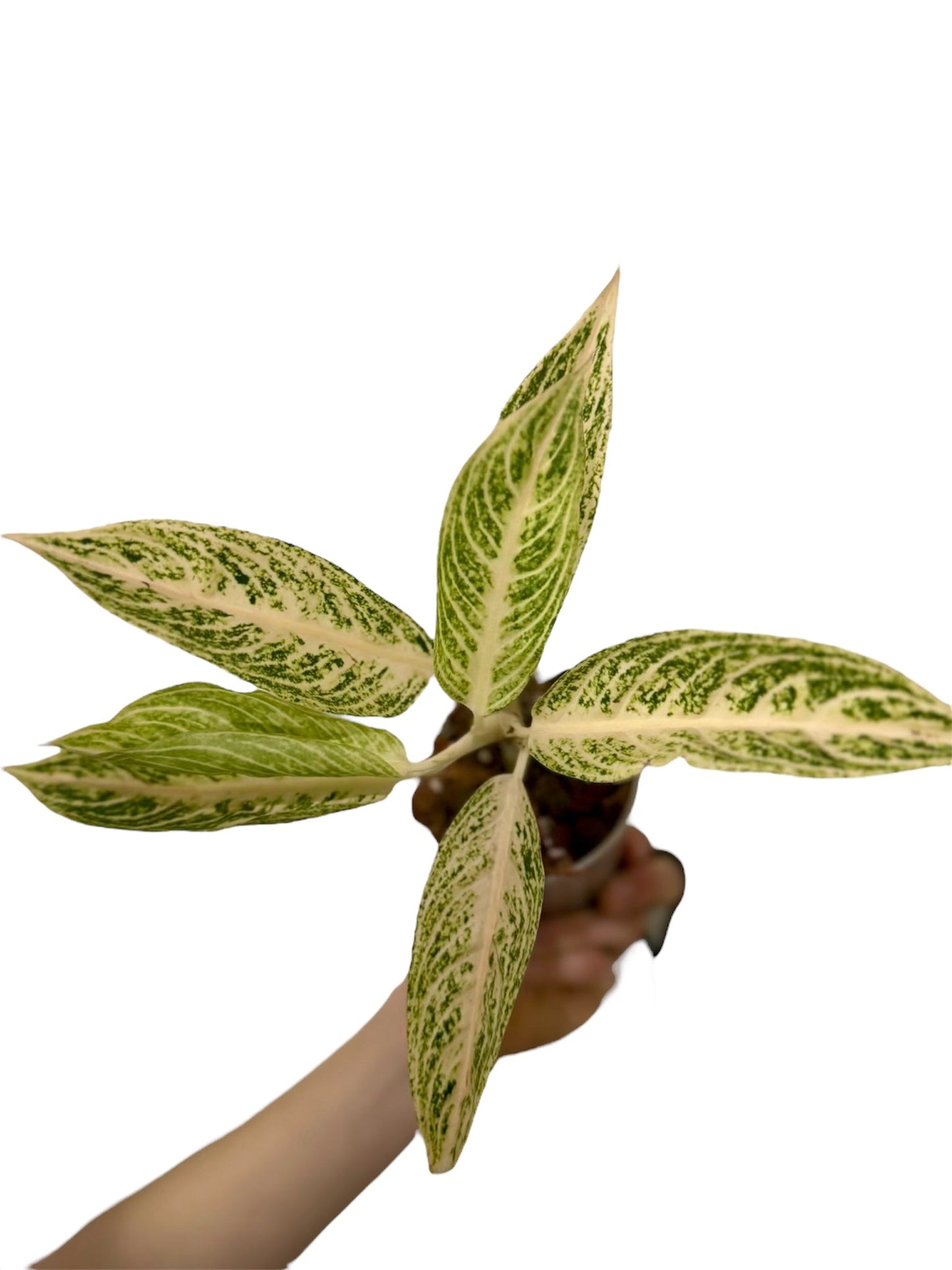 Aglaonema Legacy White Green and White Plants
