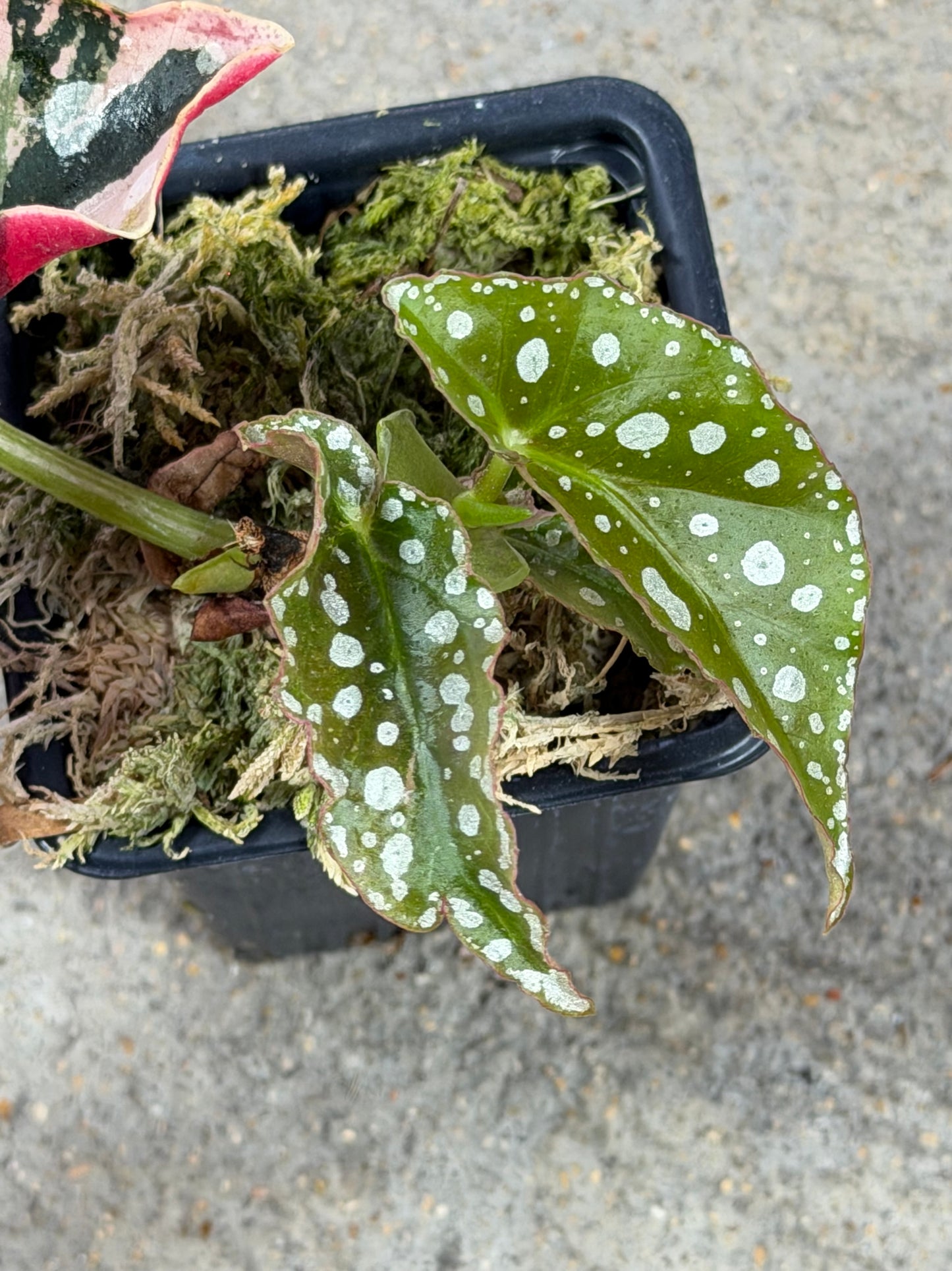 Bégonia Maculata Pink Variegata