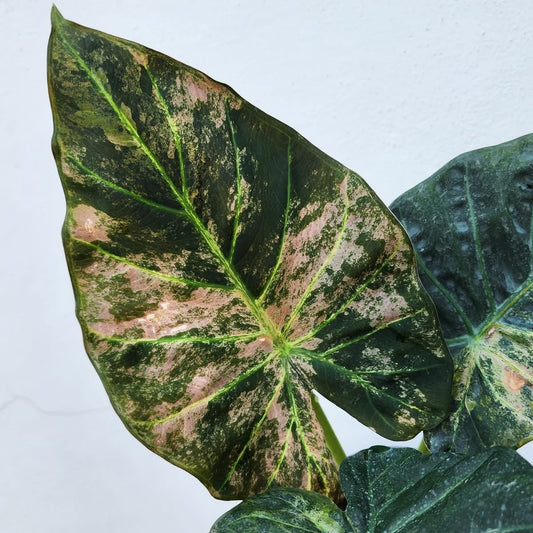 Alocasia Regal Shield Albo/Pink Variegata - Précommande Green and White Plants