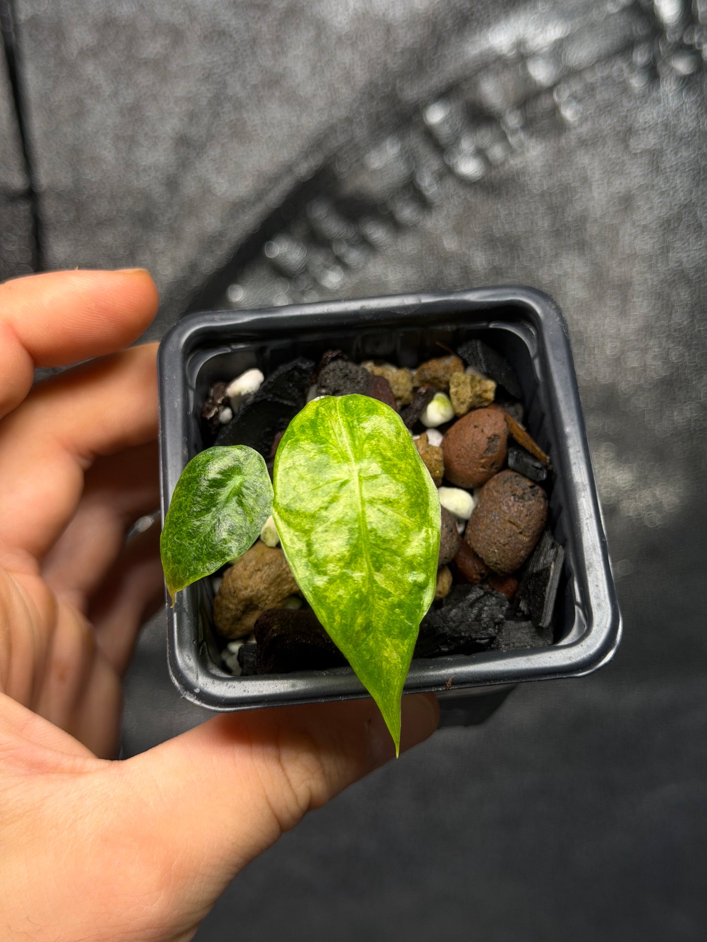 Alocasia Longiloba Mint Lava