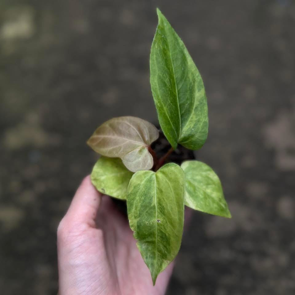 Anthurium Anthurium Noid Hybrid Var. (Nigloraminum gigi) - Livraison 30 jours