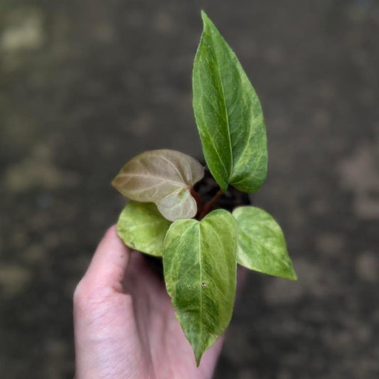 Anthurium Noid Hybrid Var. (Nigloraminum gigi) - 30-day delivery