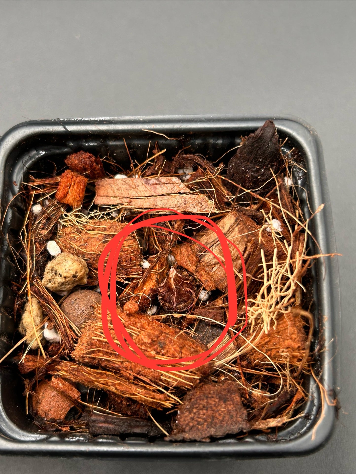 Bulbes Azlanii x 2 - Sur Mesure