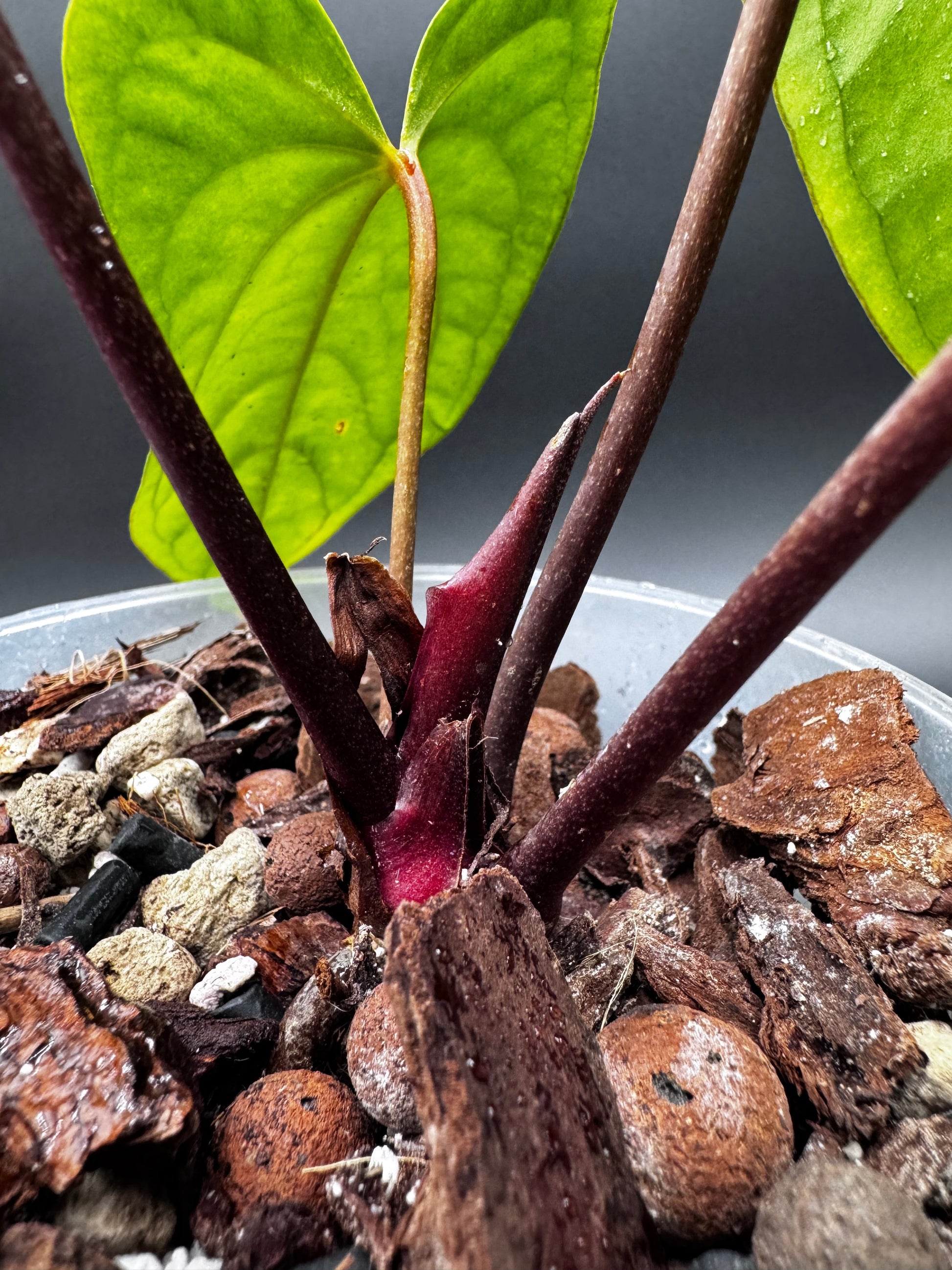 Anthurium Sagittatum x Red Dark Phoenix Green and White Plants