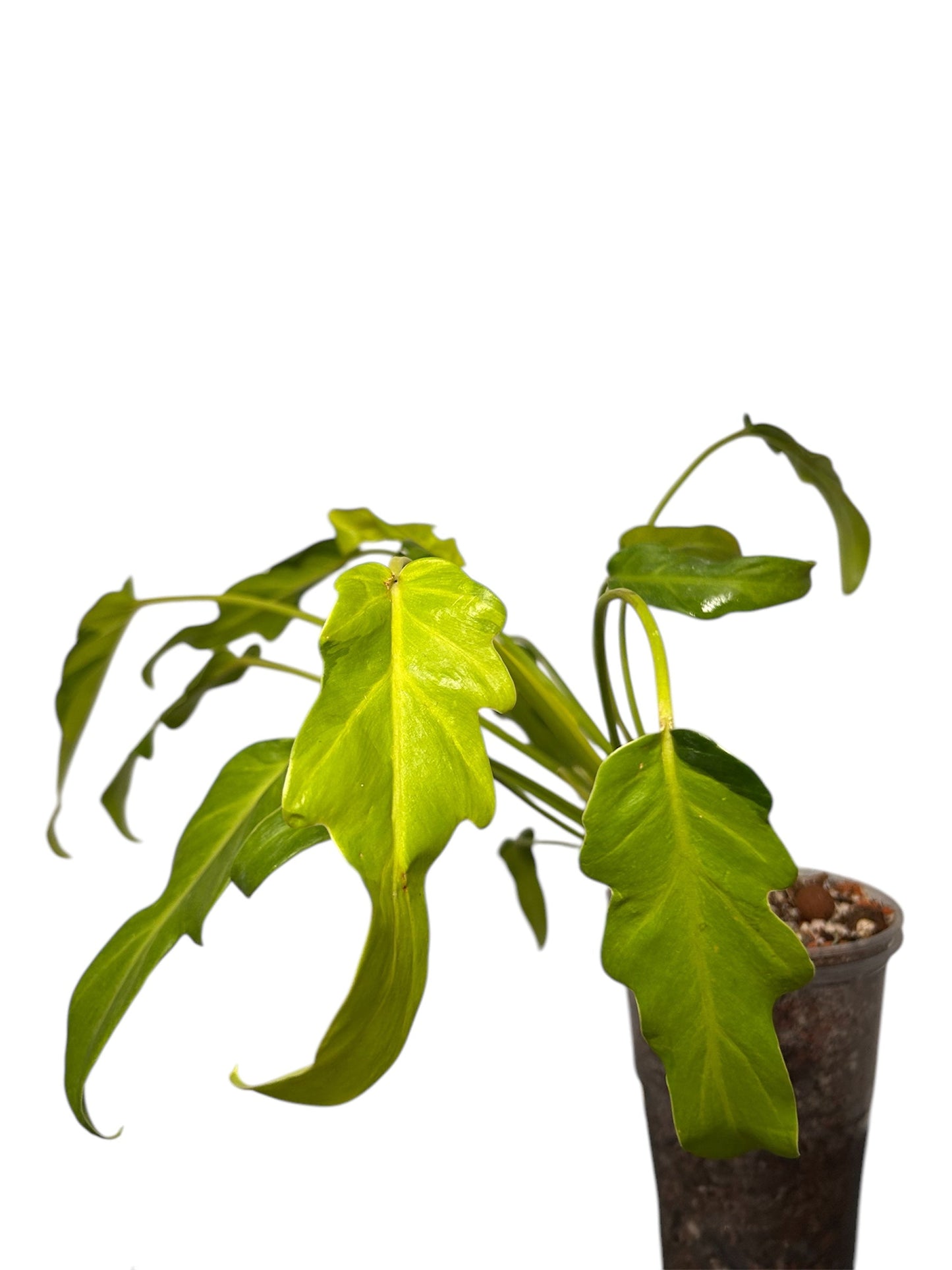 Philodendron Xanadu Variegata Green and White Plants