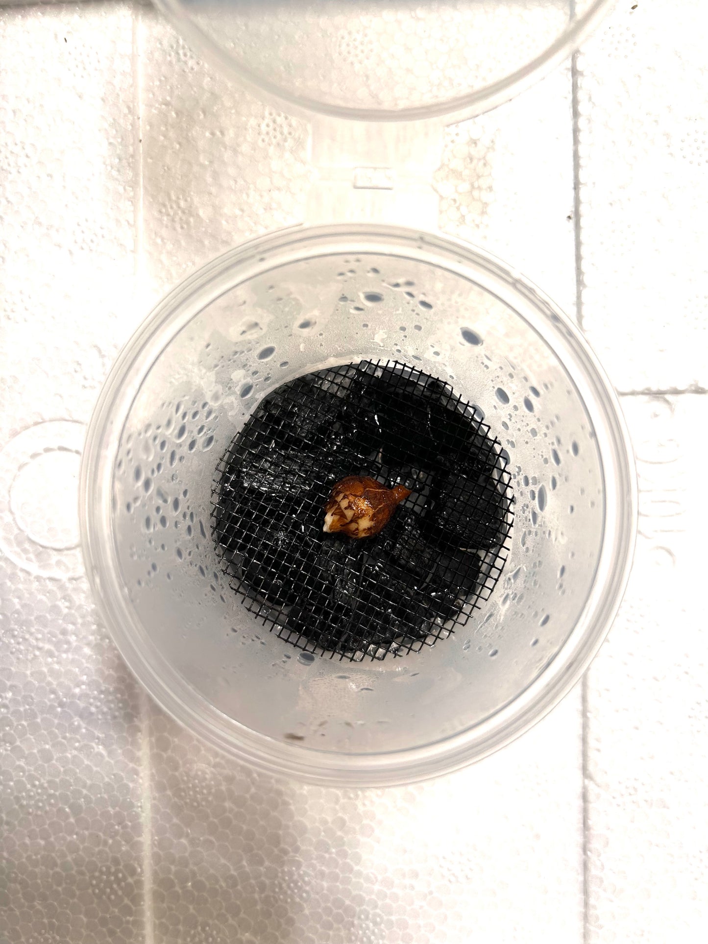 Alocasia Macrorrhizos Araceae sp. Variegata - Bulbe