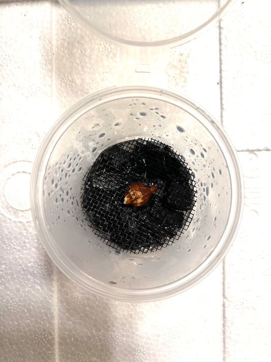 Alocasia Macrorrhizos Araceae sp. Variegata - Bulbe