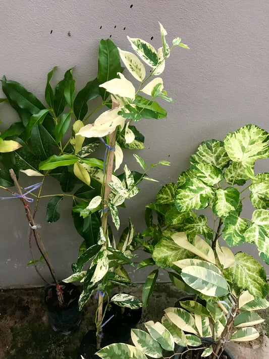 Commande jeunes arbres Variegata personnalisé - Sur Mesure