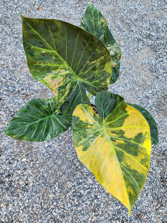 Alocasia Regal Shield Aurea Variegata - Précommande Green and White Plants