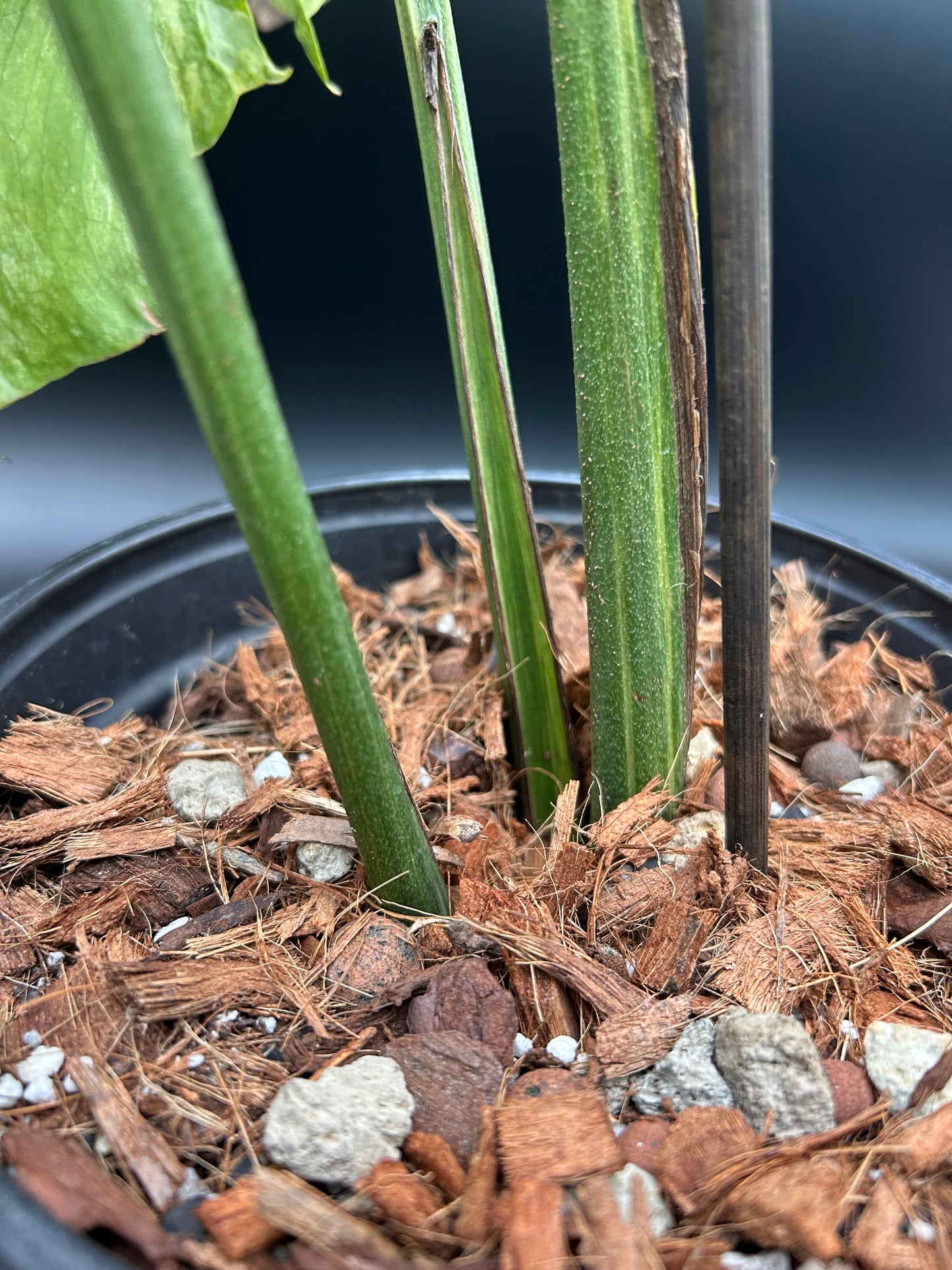 Monstera Ocean Mint