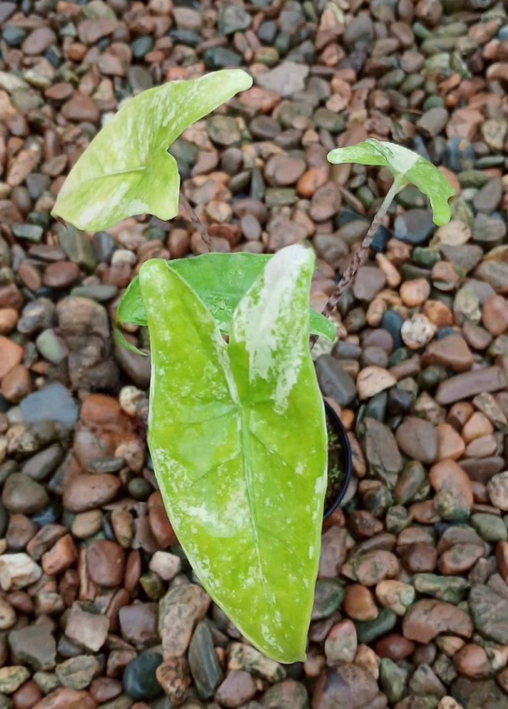 Alocasia Yucatan Gold Pink (new) / Bambino Aurea / Zebrina Aurea / Azlanii - Sur Mesure