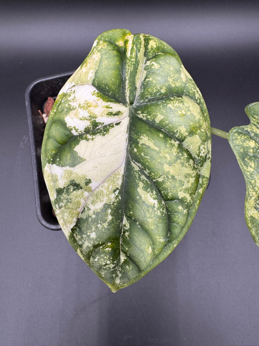 Alocasia Dragon Scale Albo