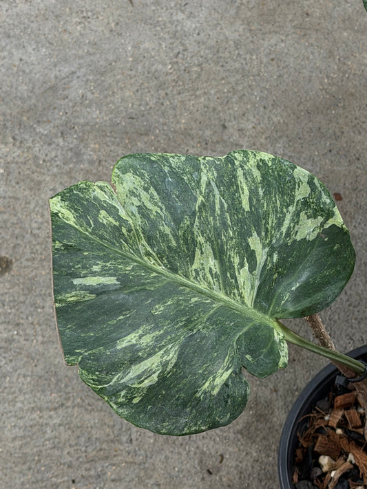 Monstera Ocean Mint