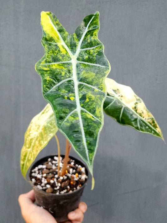 Alocasia Sanderiana Bull Aurea Variegata - Précommande Green and White Plants