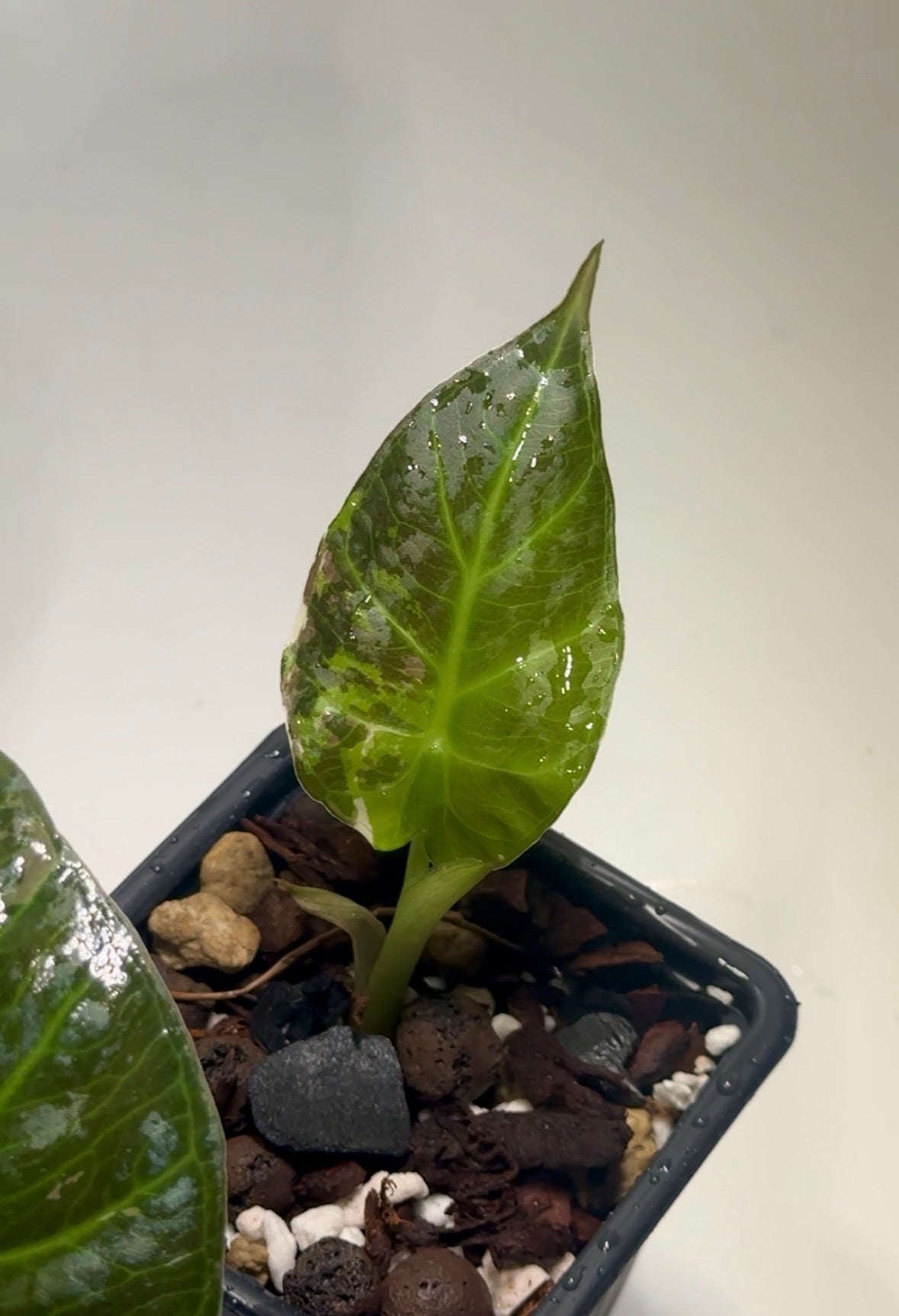 Alocasia Regal Shield Albo/Pink Variegata - 30-day delivery