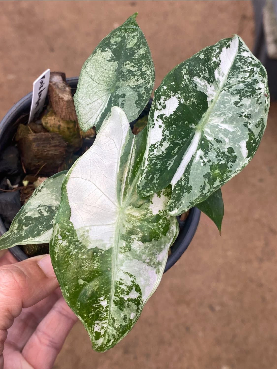 Alocasia Macrorrhizos sp. Albo Variegata - Zwiebel