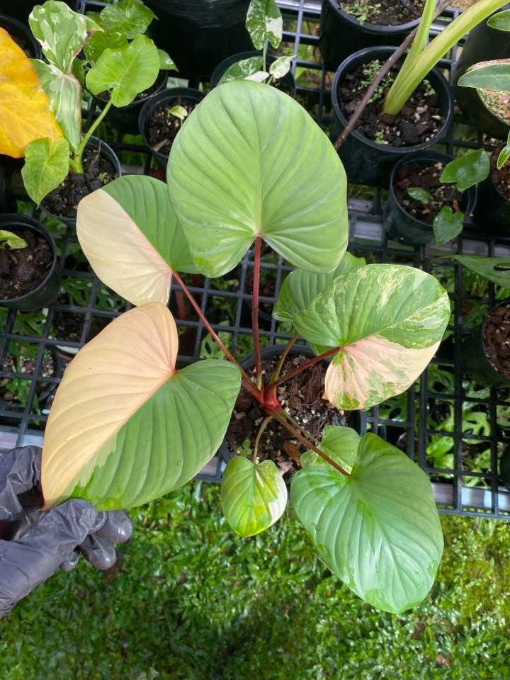 Homalomena Rubescens Pink Variegata - Livraison 30 jours