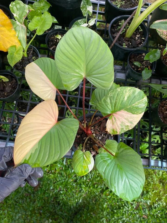 Homalomena Rubescens Pink Variegata - Delivery 15 days