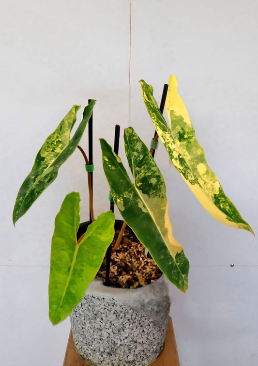 Philodendron Billietiae Variegata - Delivery 15 days