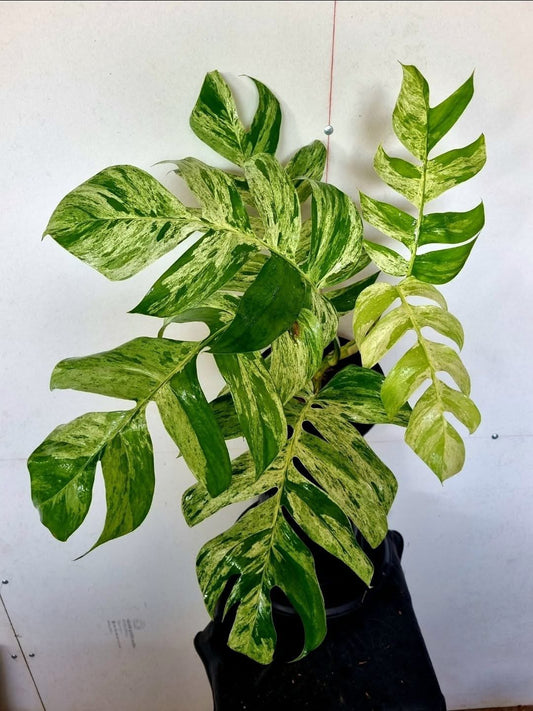 Epipremnum Pinnatum Marble King Premium XL - Delivery 15 days