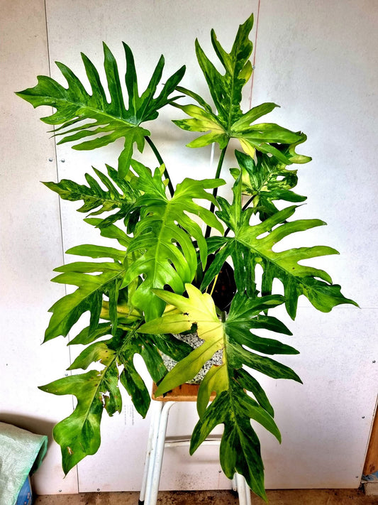 Philodendron Radiatum Aurea Variegata XXL - Delivery 15 days