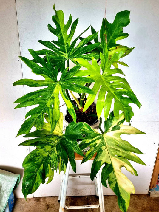 Philodendron Radiatum Aurea Variegata XL - Delivery 15 days
