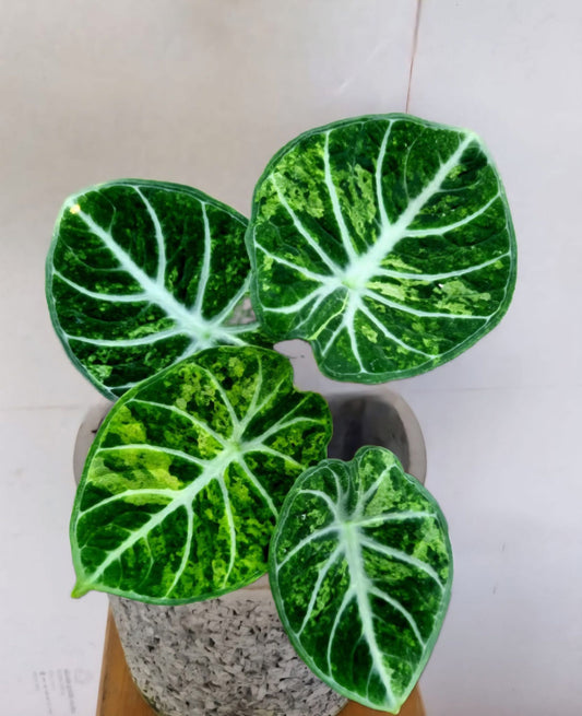 Alocasia Ninja Tricolor - Delivery 15 days
