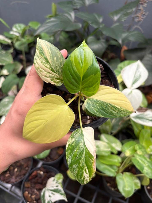 Homalomena Rubescens Aurea Variegata - Delivery 15 days