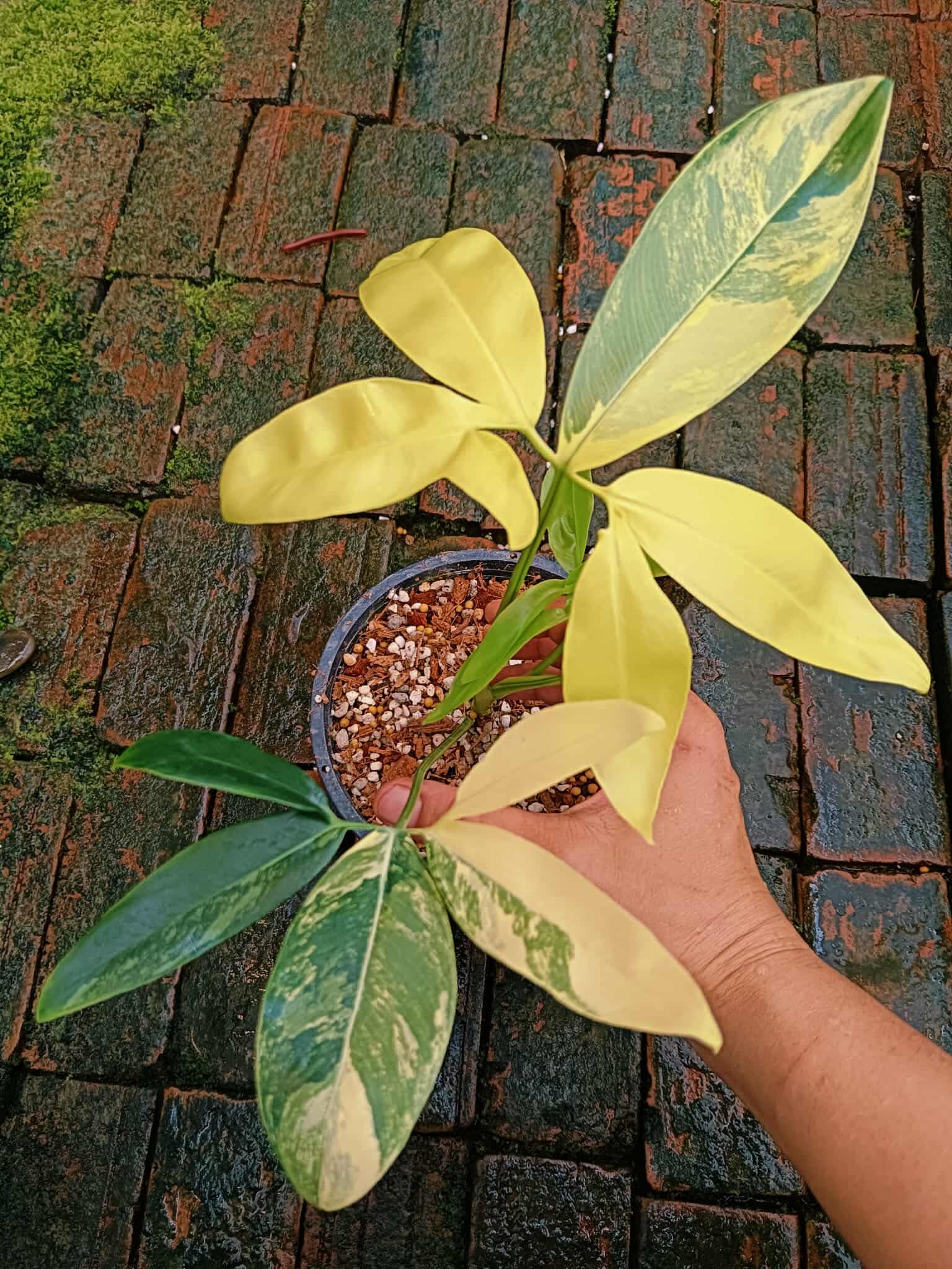 philodendron goeldii variegated Philodendron Goeldii Variegata – Rare Starry Tropical Plant – Green and White Plants