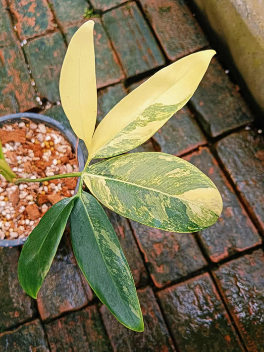 Philodendron Goeldii Variegata - 30-day delivery