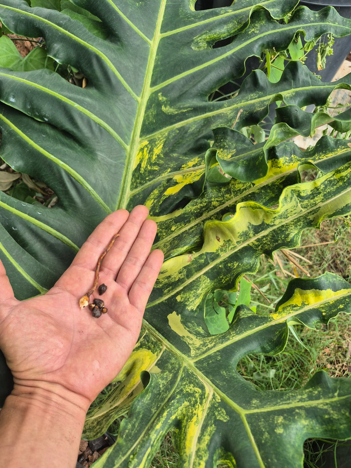 Alocasia Portei Aurea - Bulbe