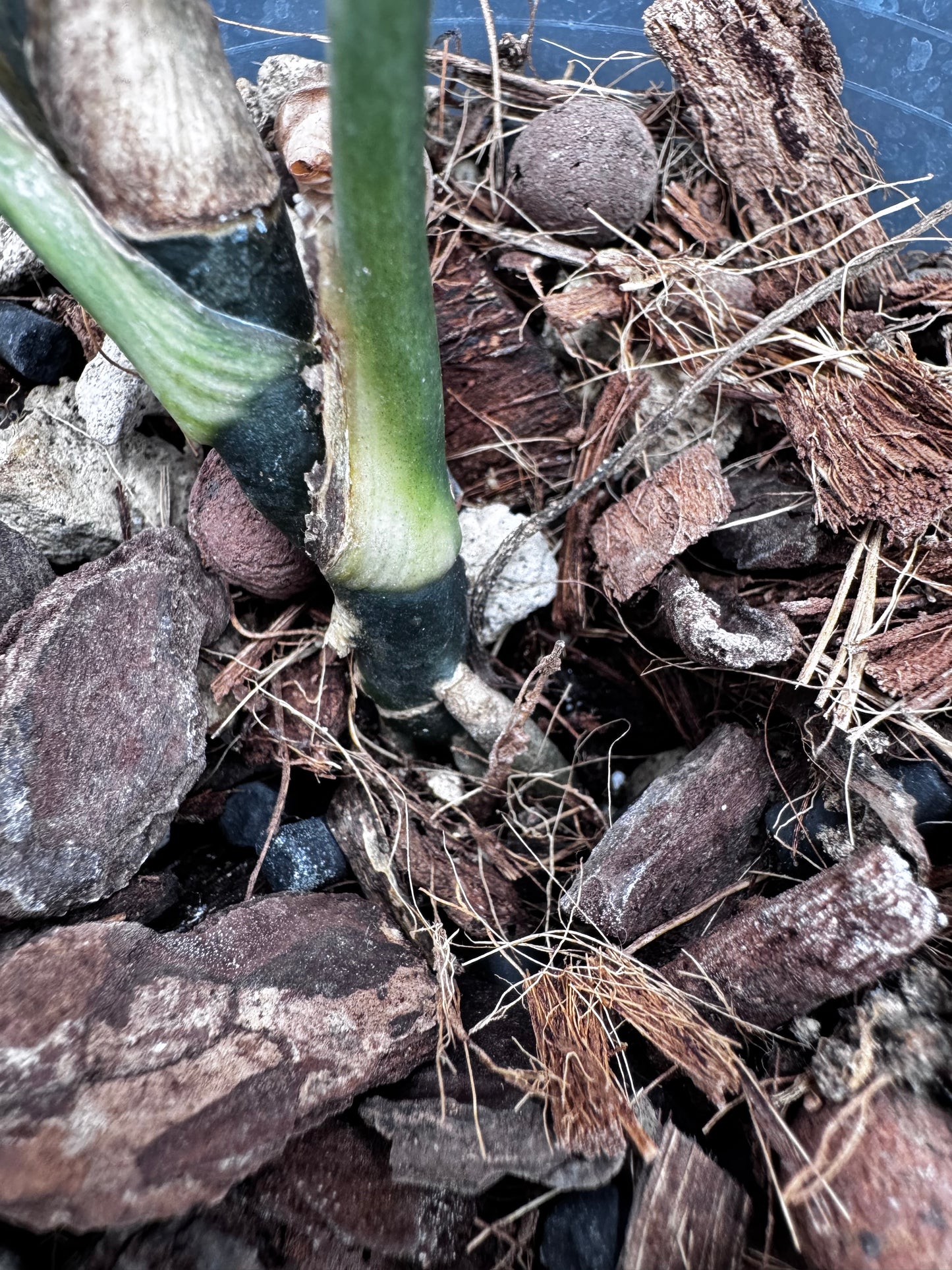 Aglaonema Heng Heng Round Leaves