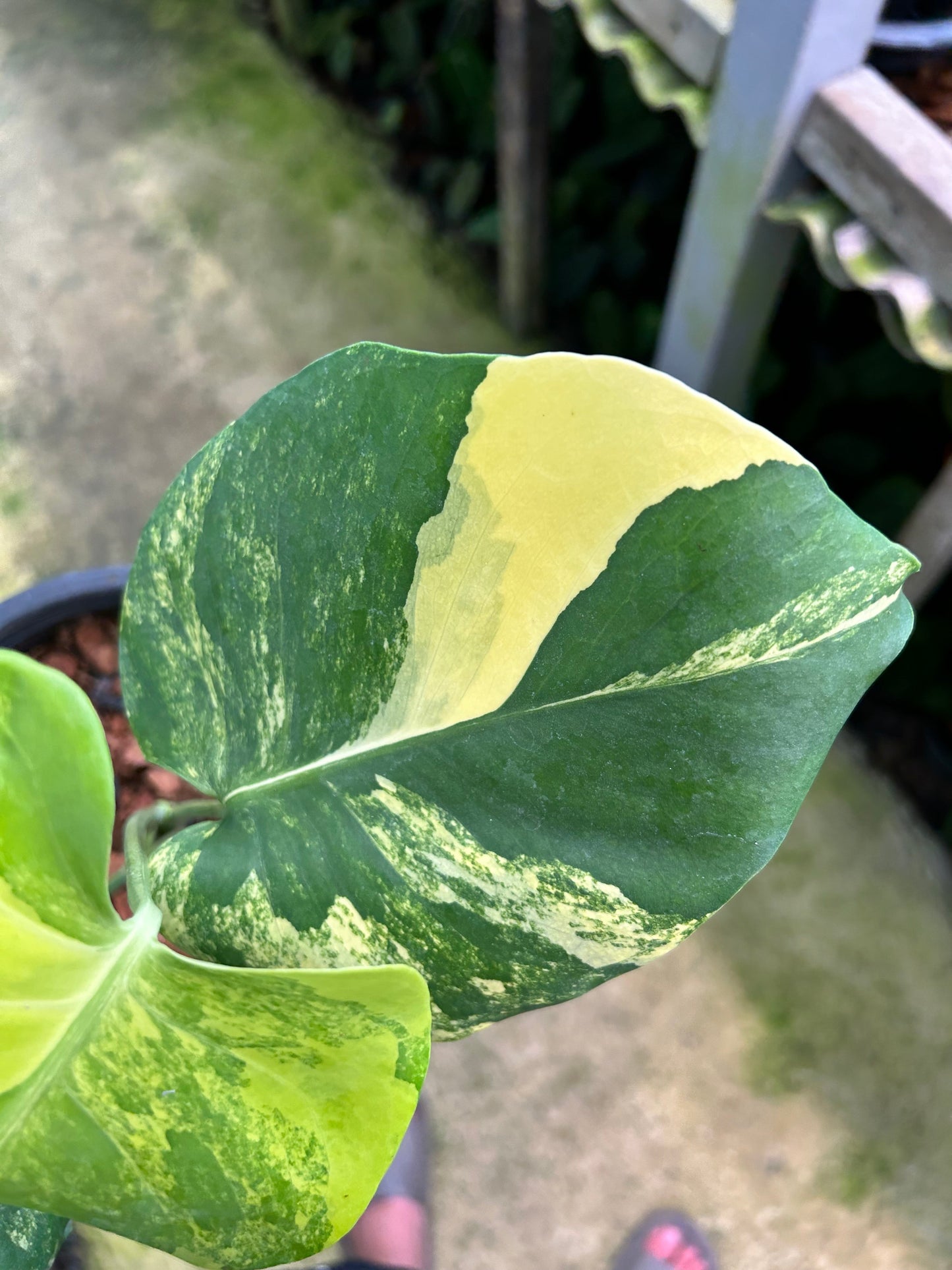Monstera Deliciosa Pom Pom - Précommande Green and White Plants