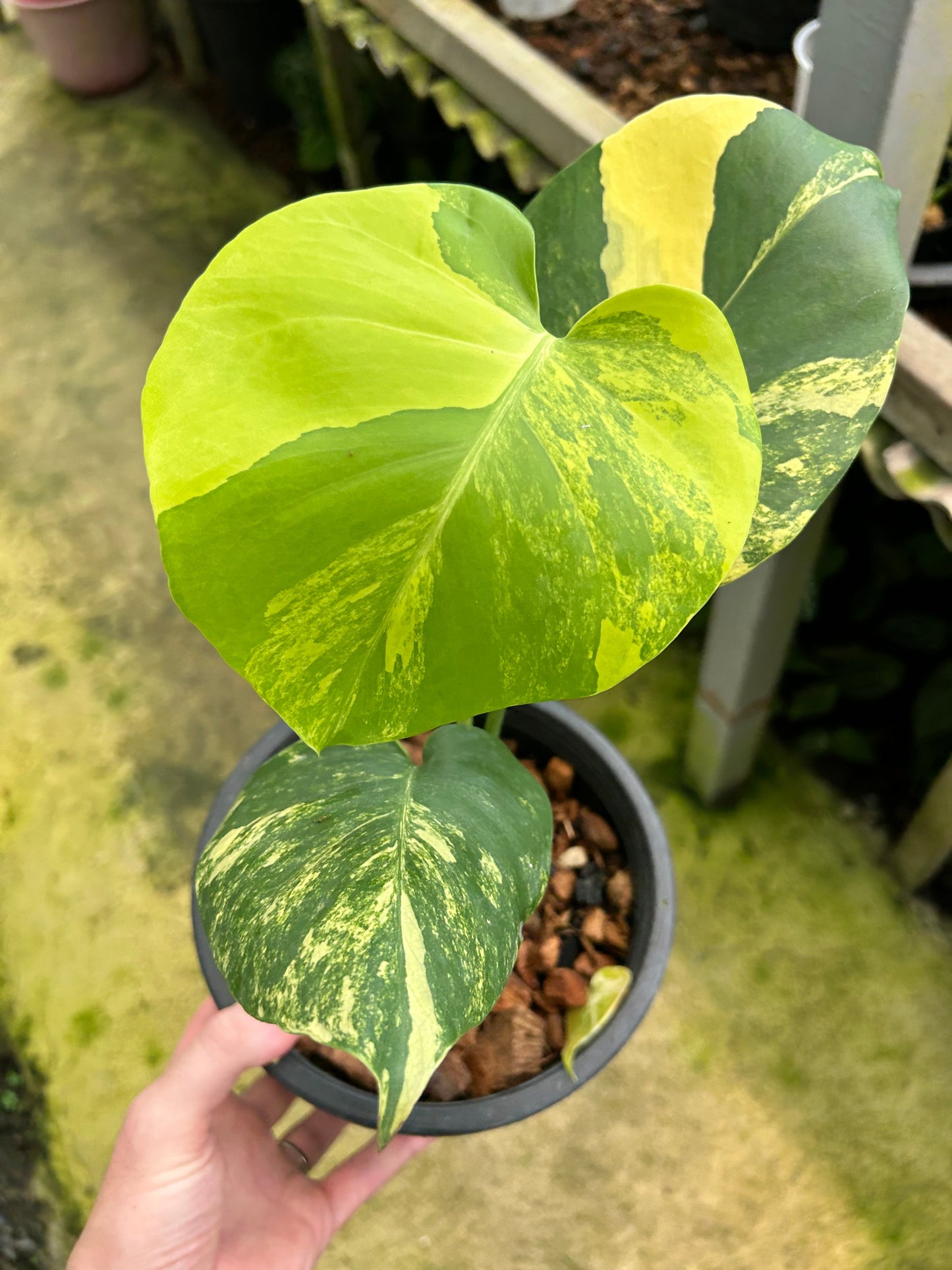 Monstera Deliciosa Pom Pom - Précommande Green and White Plants