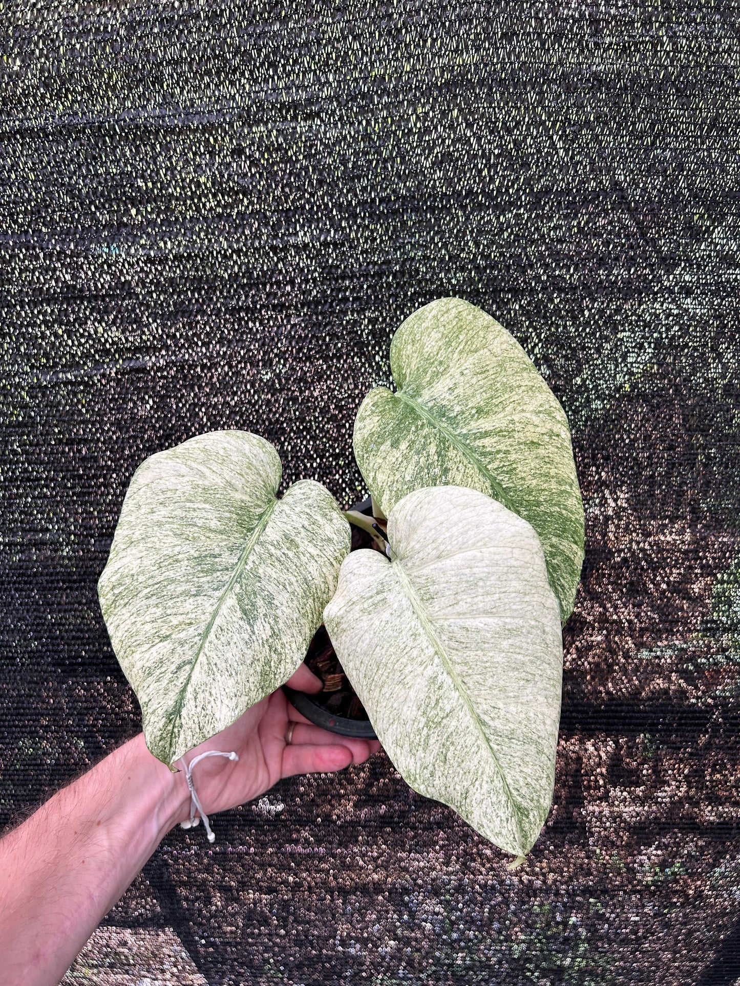 Monstera Borsigiana x Deliciosa Full mint - Précommande Green and White Plants