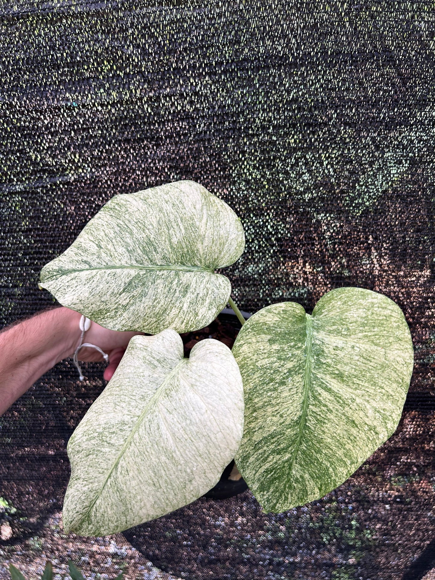 Monstera Borsigiana x Deliciosa Full mint - Précommande Green and White Plants