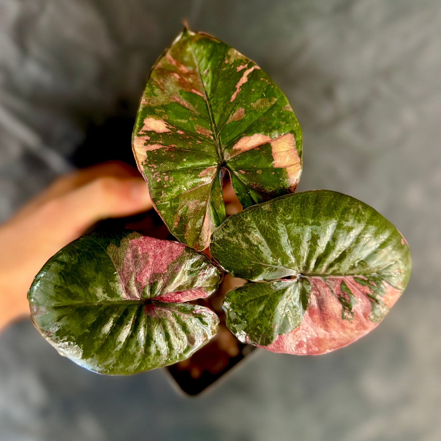 Sur Mesure - Alocasia Senrendipity Pink Variegata Green and White Plants