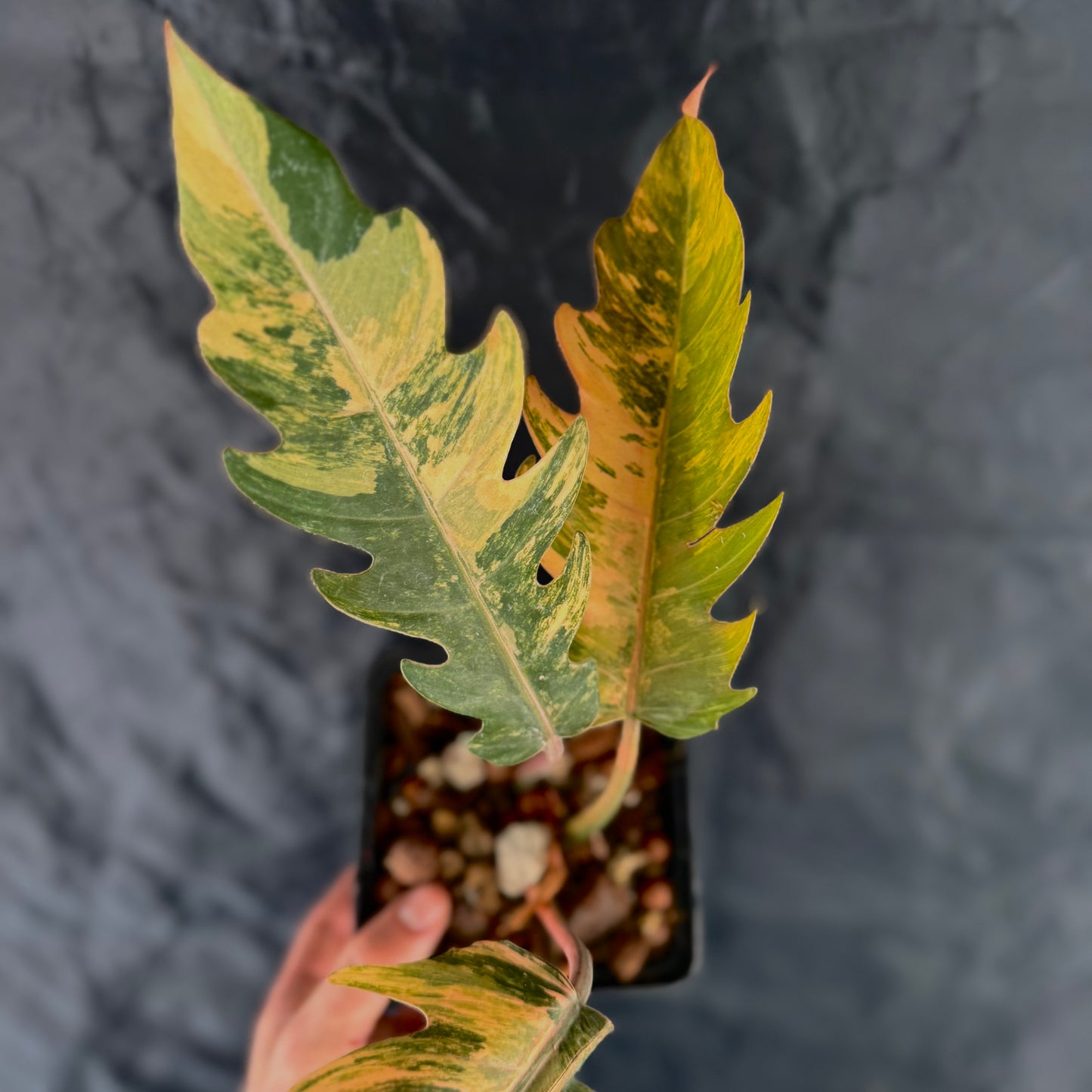 Sur Mesure - Philodendron Caramel Marble Green and White Plants