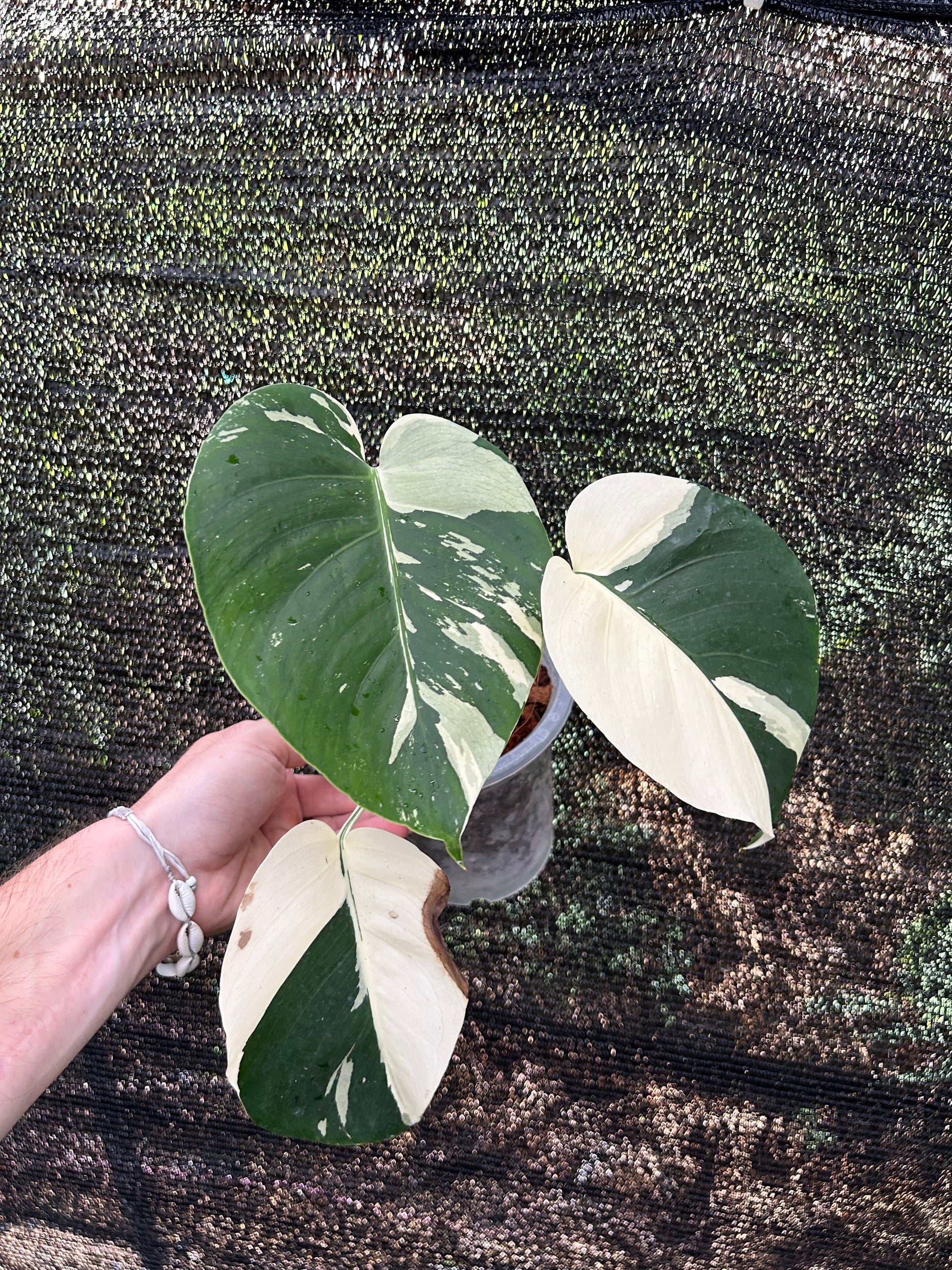 Monstera Borsigiana x Deliciosa Mint "Jungle Mint" - Précommande Green and White Plants