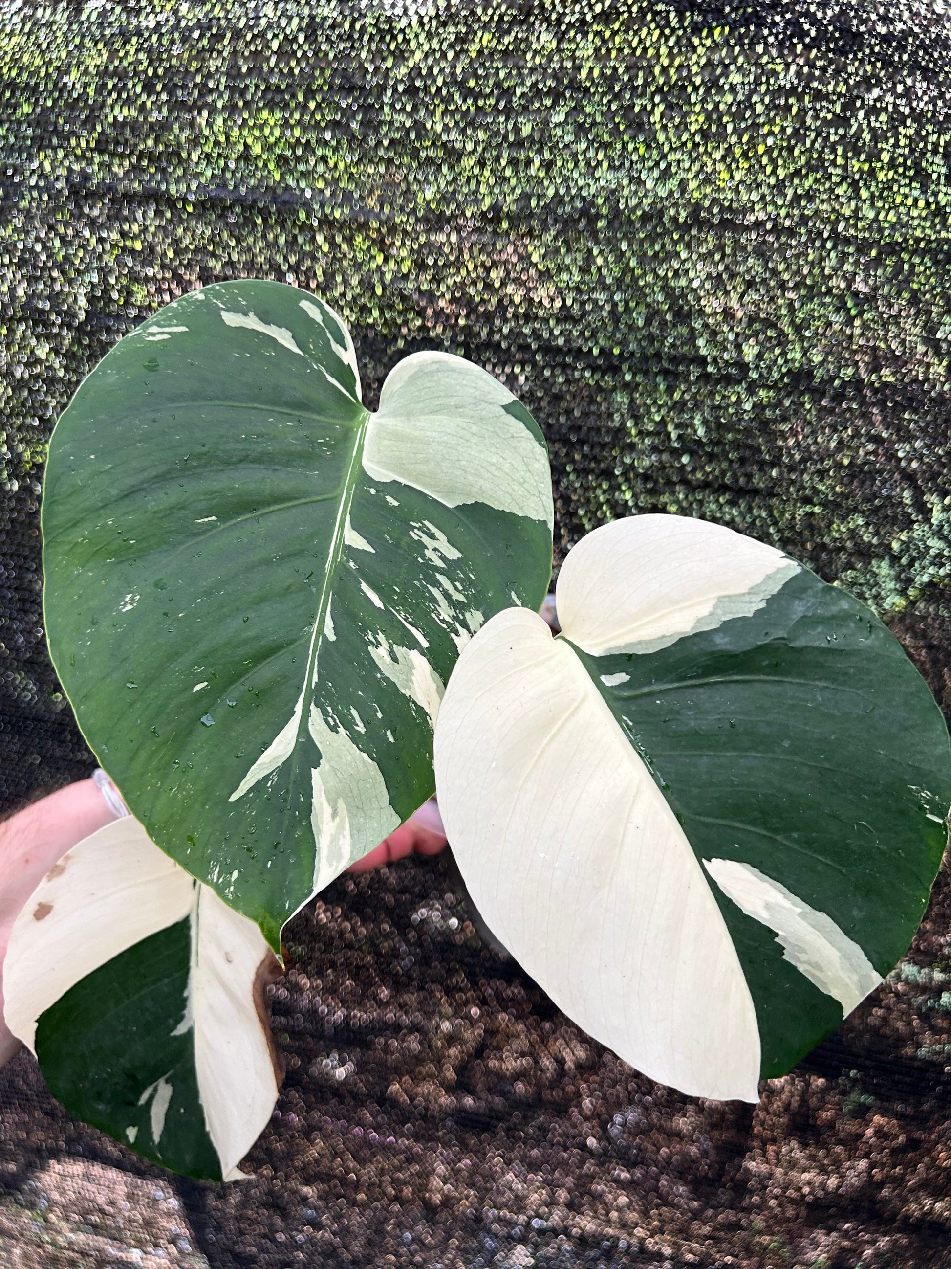 Monstera Borsigiana x Deliciosa Mint "Jungle Mint" - Précommande Green and White Plants