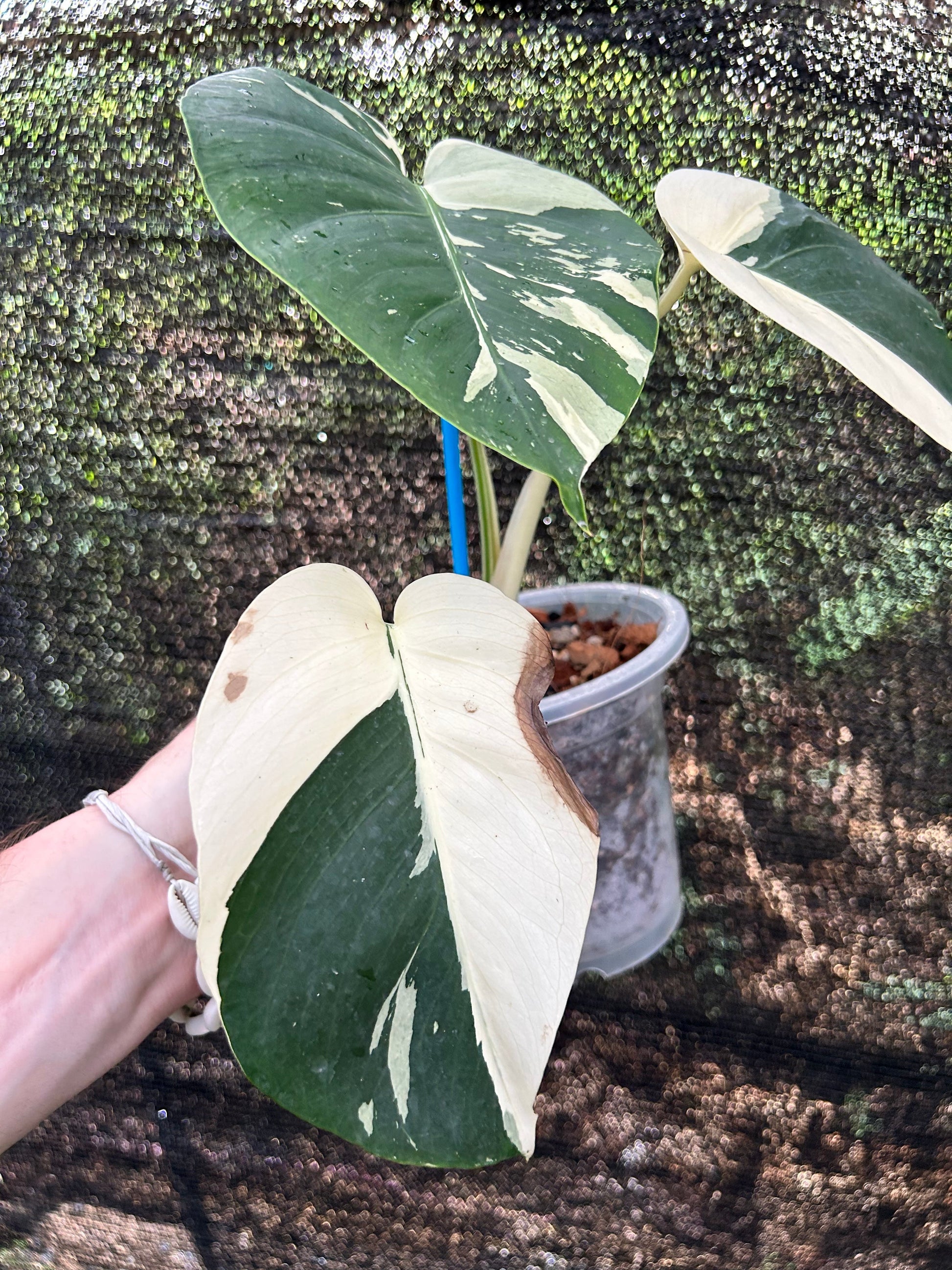 Monstera Borsigiana x Deliciosa Mint "Jungle Mint" - Précommande Green and White Plants
