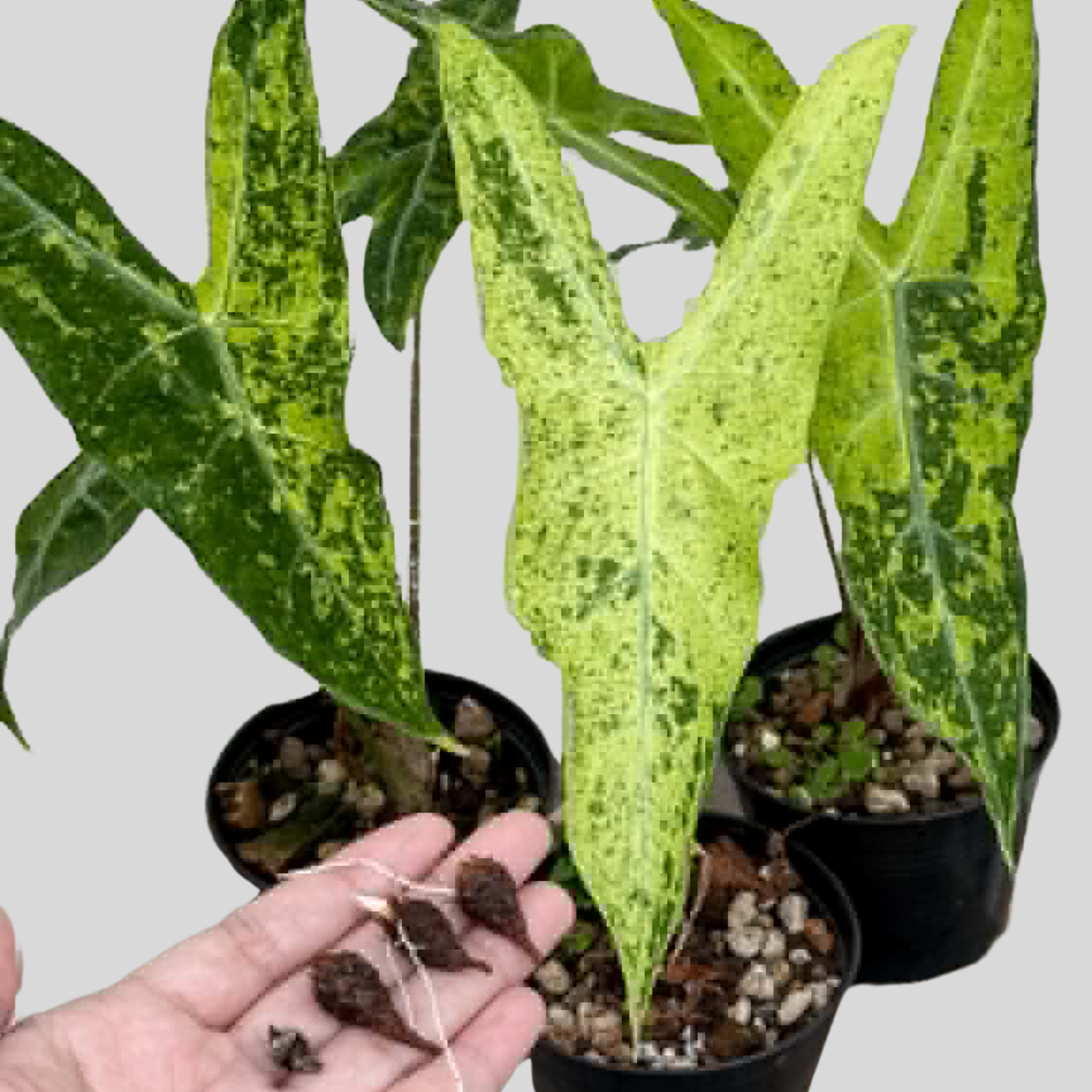 Alocasia Longiloba Lemon Mint Marble - Knolle (Vorbestellung)