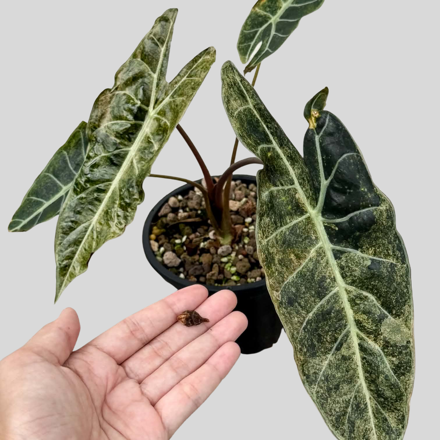 Alocasia Stardust - Knolle (Vorbestellung)