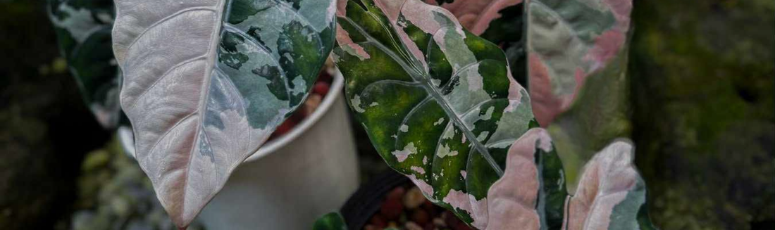 Quel est le meilleur substrat pour l'Alocasia ?