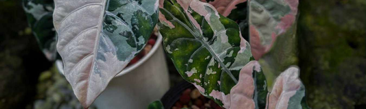 Quel est le meilleur substrat pour l'Alocasia ?