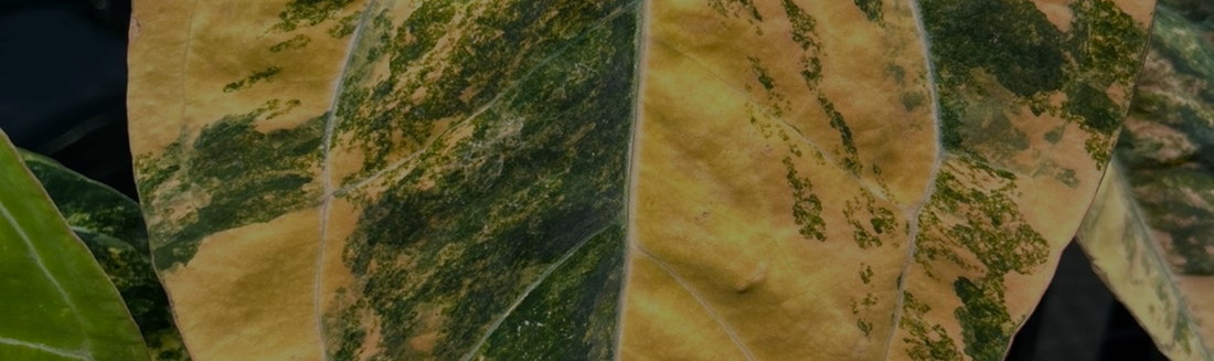 Quel substrat pour l'anthurium ?