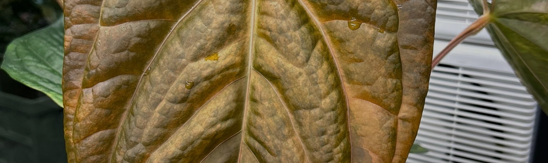 Guide d'achat terreau Anthurium